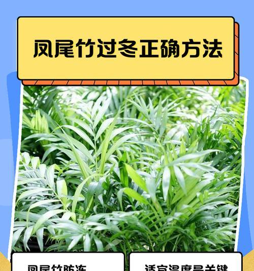 凤尾竹叶子干枯的原因及解决方法是什么？