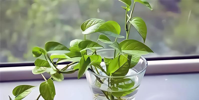 绿宝石植物叶子发黄怎么办？如何解决？