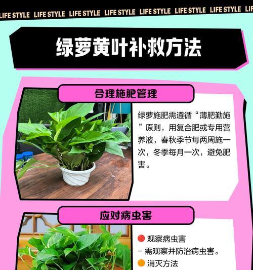 绿宝石植物叶子发黄怎么办？如何解决？