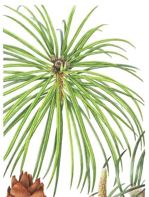 盆栽针叶植物有哪些？适合家庭养护的针叶植物介绍？