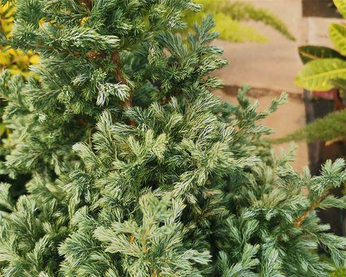 盆栽针叶植物有哪些？适合家庭养护的针叶植物介绍？