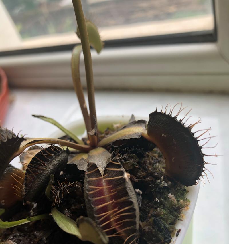 蚊子草的养殖方法有哪些？如何防止虫害？