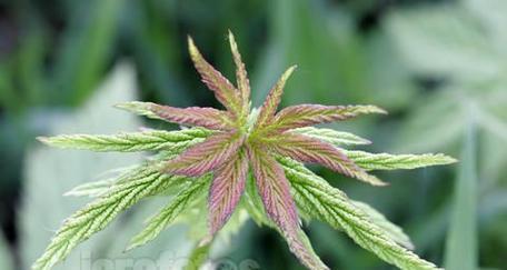 蚊子草的养殖方法有哪些？如何防止虫害？