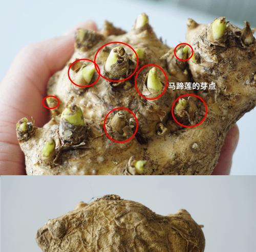 马蹄莲的养护技巧和常见问题解答？