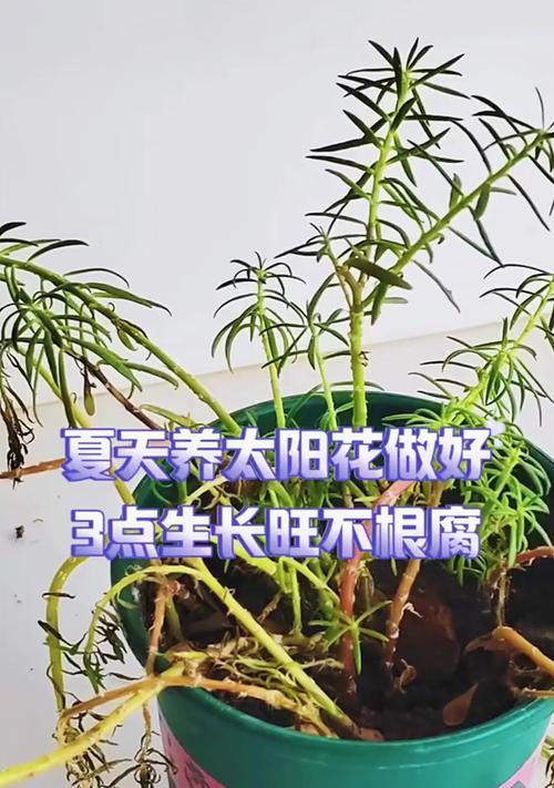哪些花卉不宜长时间暴露在阳光下？
