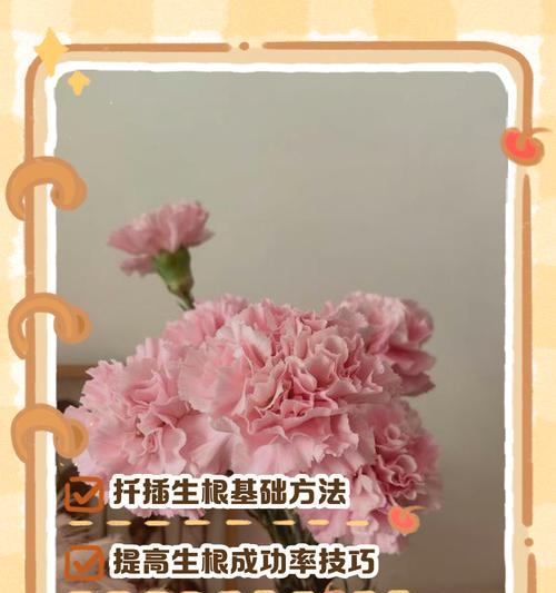 水培康乃馨的正确方法是什么？