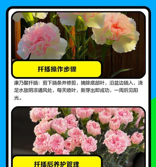 水培康乃馨的正确方法是什么？