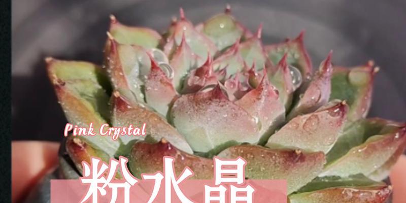 水晶培养的技巧是什么？需要哪些条件？
