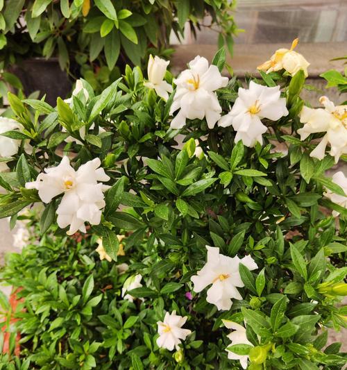 栀子花代表什么意思？栀子花的花语和象征意义是什么？