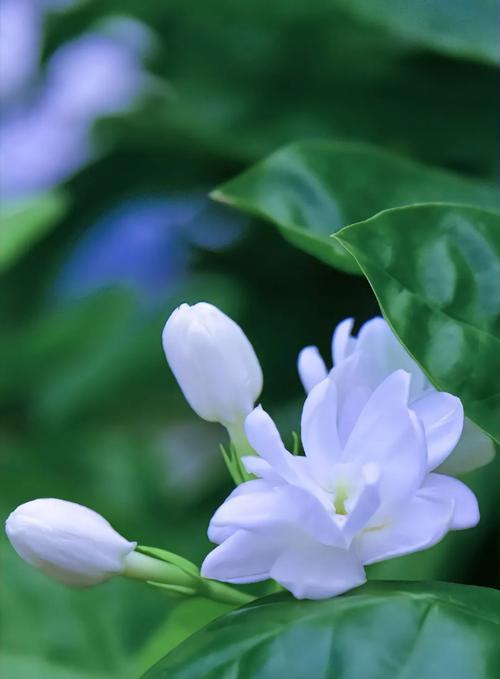 栀子花代表什么意思？栀子花的花语和象征意义是什么？