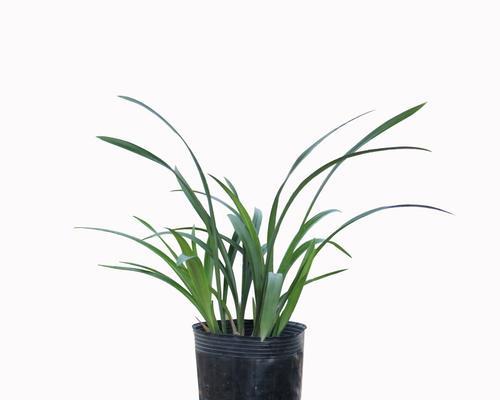 建兰素心品种有哪些特点？如何区分不同品种？
