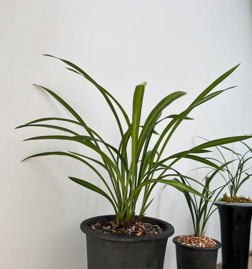 建兰素心品种有哪些特点？如何区分不同品种？