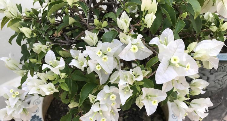 茉莉冬天养护技巧有哪些？