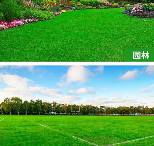混播草坪包含哪些种类？混播草坪的种植和维护方法是什么？