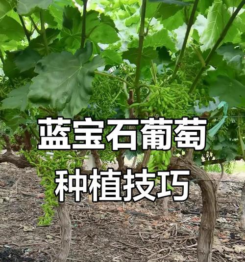 葡萄养殖的技巧有哪些？如何提高葡萄的产量和品质？