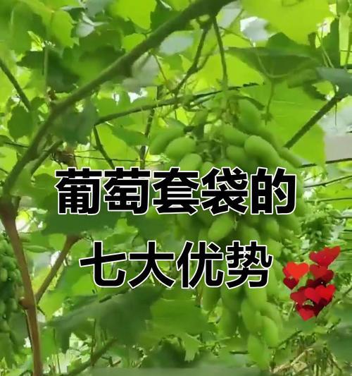 葡萄养殖的技巧有哪些？如何提高葡萄的产量和品质？