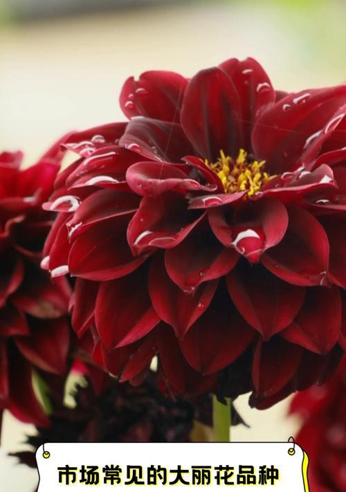大丽花品种有哪些？大丽花的花语和象征意义是什么？