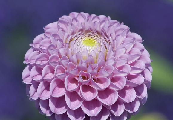 大丽花品种有哪些？大丽花的花语和象征意义是什么？