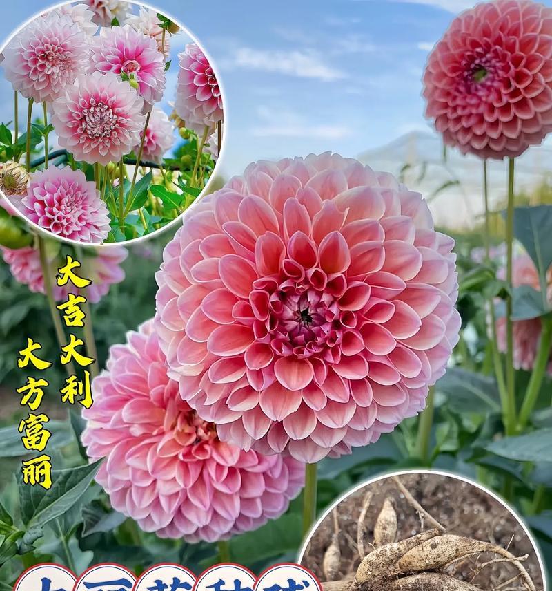 大丽花品种有哪些？大丽花的花语和象征意义是什么？