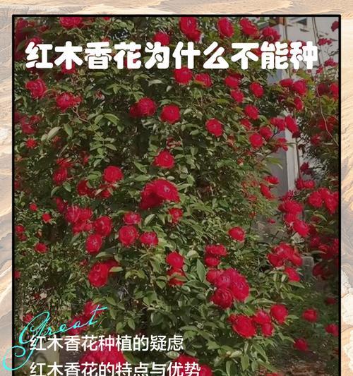 木香的种植技巧和常见问题解答？