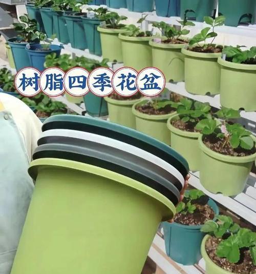花盆选择的标准是什么？如何挑选适合植物的花盆？