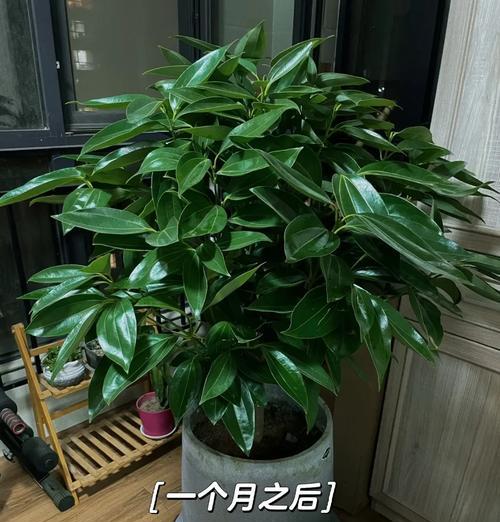 平安树的养护技巧有哪些？如何让平安树生长得更健康？