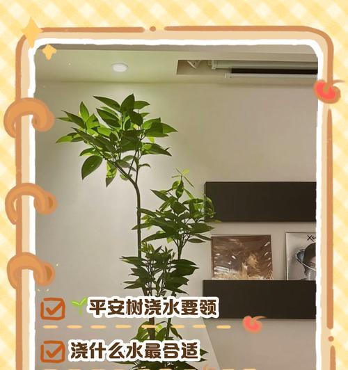 平安树的养护技巧有哪些？如何让平安树生长得更健康？
