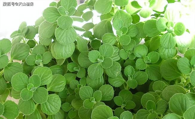 碰碰香修剪的最佳时机和方法是什么？