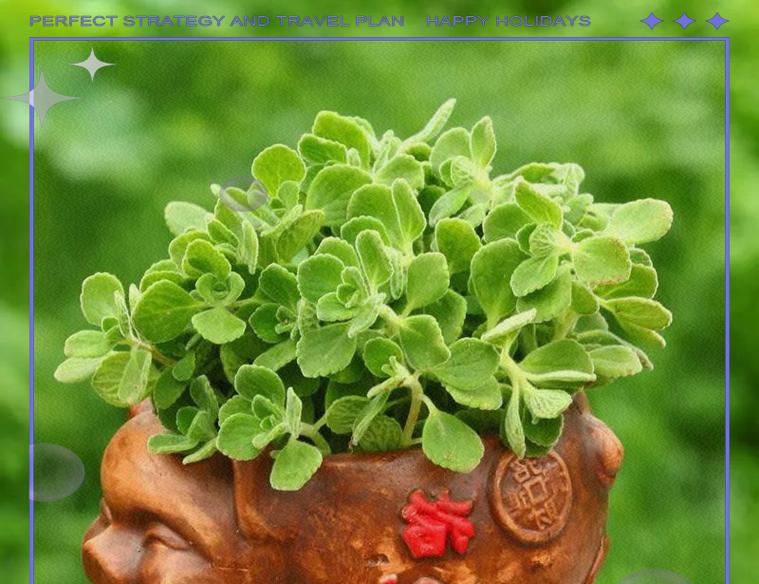 碰碰香修剪的最佳时机和方法是什么？