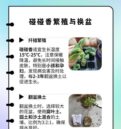 碰碰香修剪的最佳时机和方法是什么？