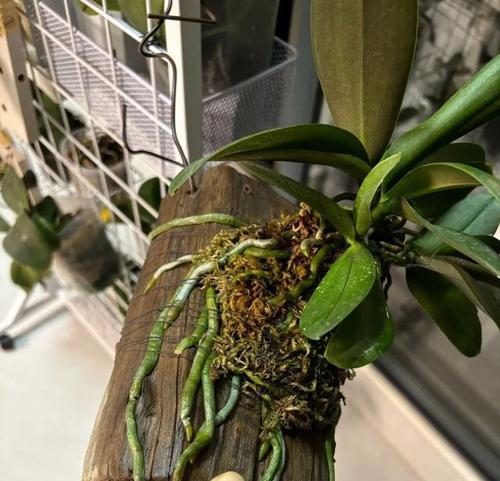 花卉种植用什么木材好？适合花卉生长的木材种类有哪些？