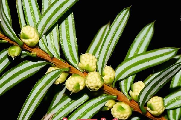 花卉种植用什么木材好？适合花卉生长的木材种类有哪些？