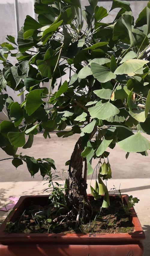 哪些树可以做树桩盆景？树桩盆景的制作技巧是什么？