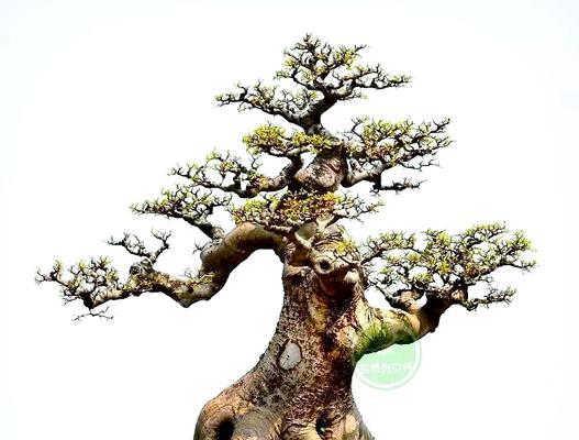 哪些树可以做树桩盆景？树桩盆景的制作技巧是什么？