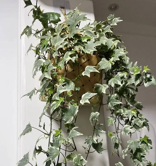家庭耐阴植物有哪些？如何选择和养护耐阴植物？