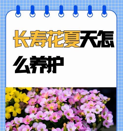 长寿花烂根了怎么办？如何预防和处理？