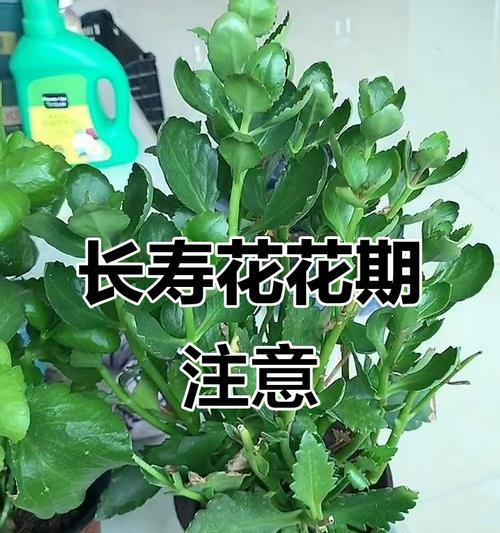 长寿花烂根了怎么办？如何预防和处理？