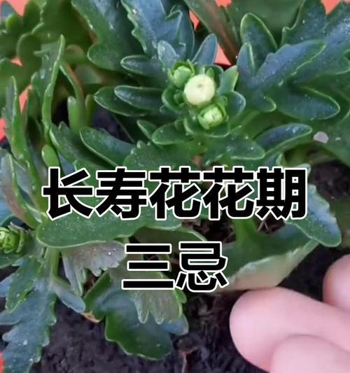 长寿花烂根了怎么办？如何预防和处理？