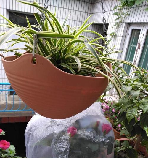 珍珠吊兰用什么肥料？如何施肥以保持其健康生长？