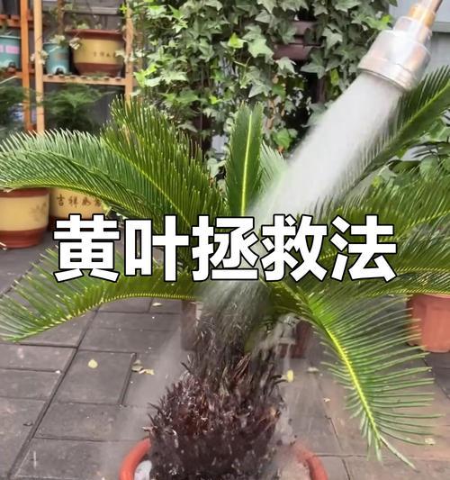 植物缺水了怎么办？有效处理方法有哪些？