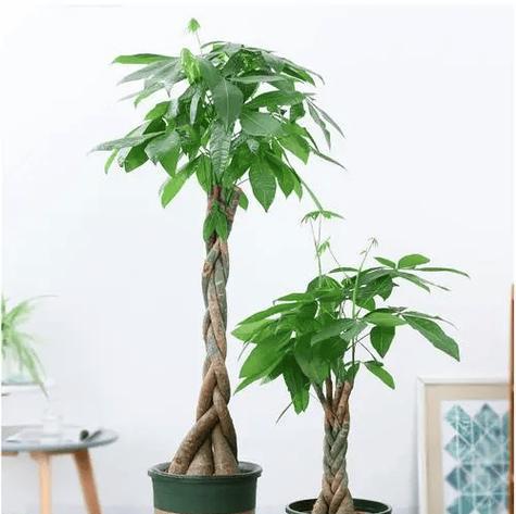 植物缺水了怎么办？有效处理方法有哪些？