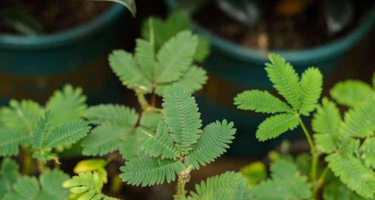 含羞草的种植技巧是什么？如何让含羞草的反应更灵敏？