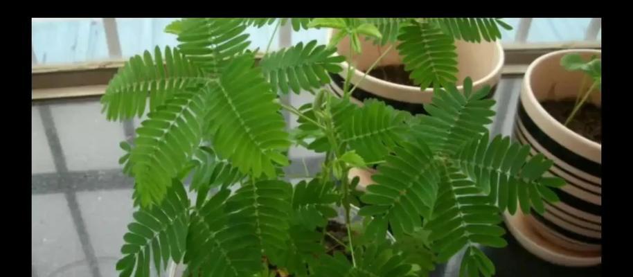 含羞草的种植技巧是什么？如何让含羞草的反应更灵敏？