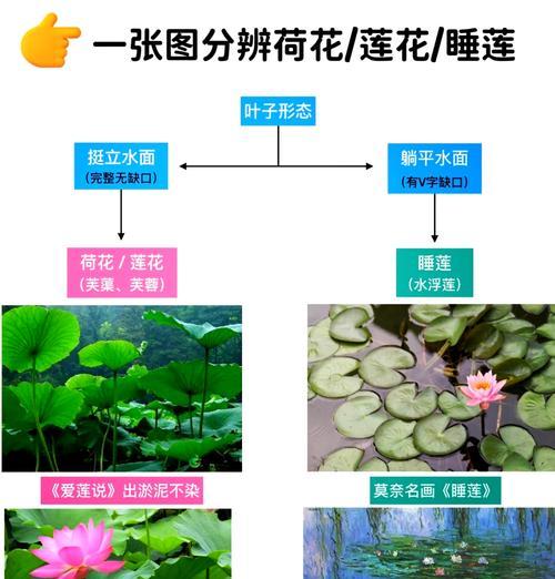 荷花的施肥方法和时间是什么？
