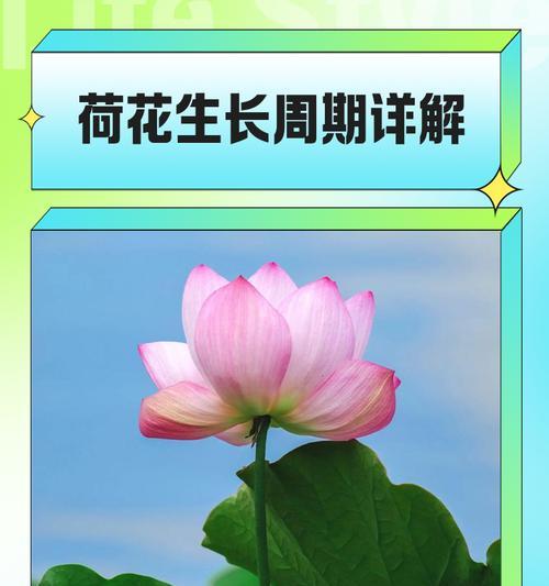 荷花的施肥方法和时间是什么？
