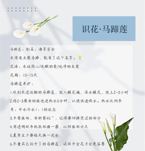 马蹄莲球茎种植方法是什么？