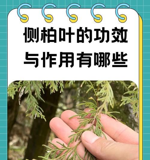 侧柏的种植技巧有哪些？如何保证侧柏的生长？