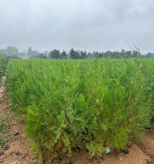 侧柏的种植技巧有哪些？如何保证侧柏的生长？