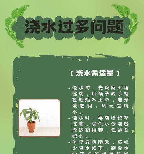 发财树掉叶子是什么原因？如何处理？