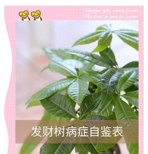 发财树掉叶子是什么原因？如何处理？